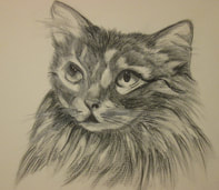 Pencil and Charcoal Pet Portrait of a cat