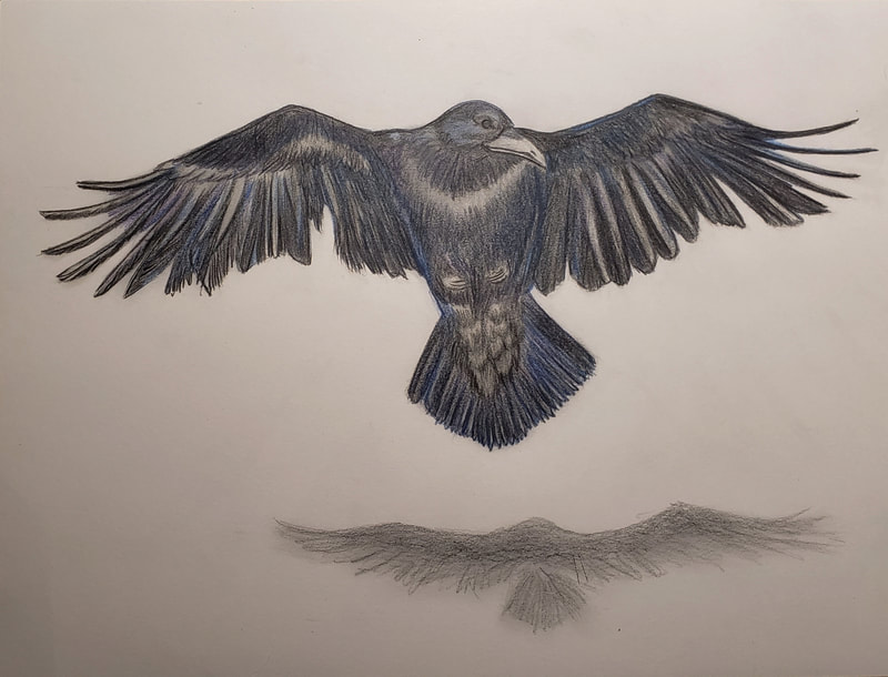 A 3D effect of a Beautiful Raven in flight casting a shadow below.
